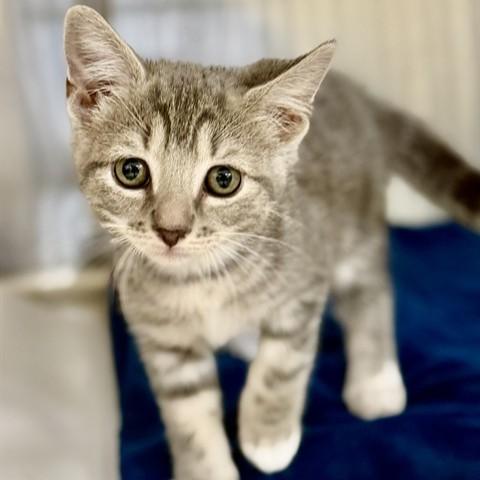 Enlarge Danny & Sandy (52034/52035), a ADOPTABLE Domestic Short Hair in Columbia, MD image 4/5
