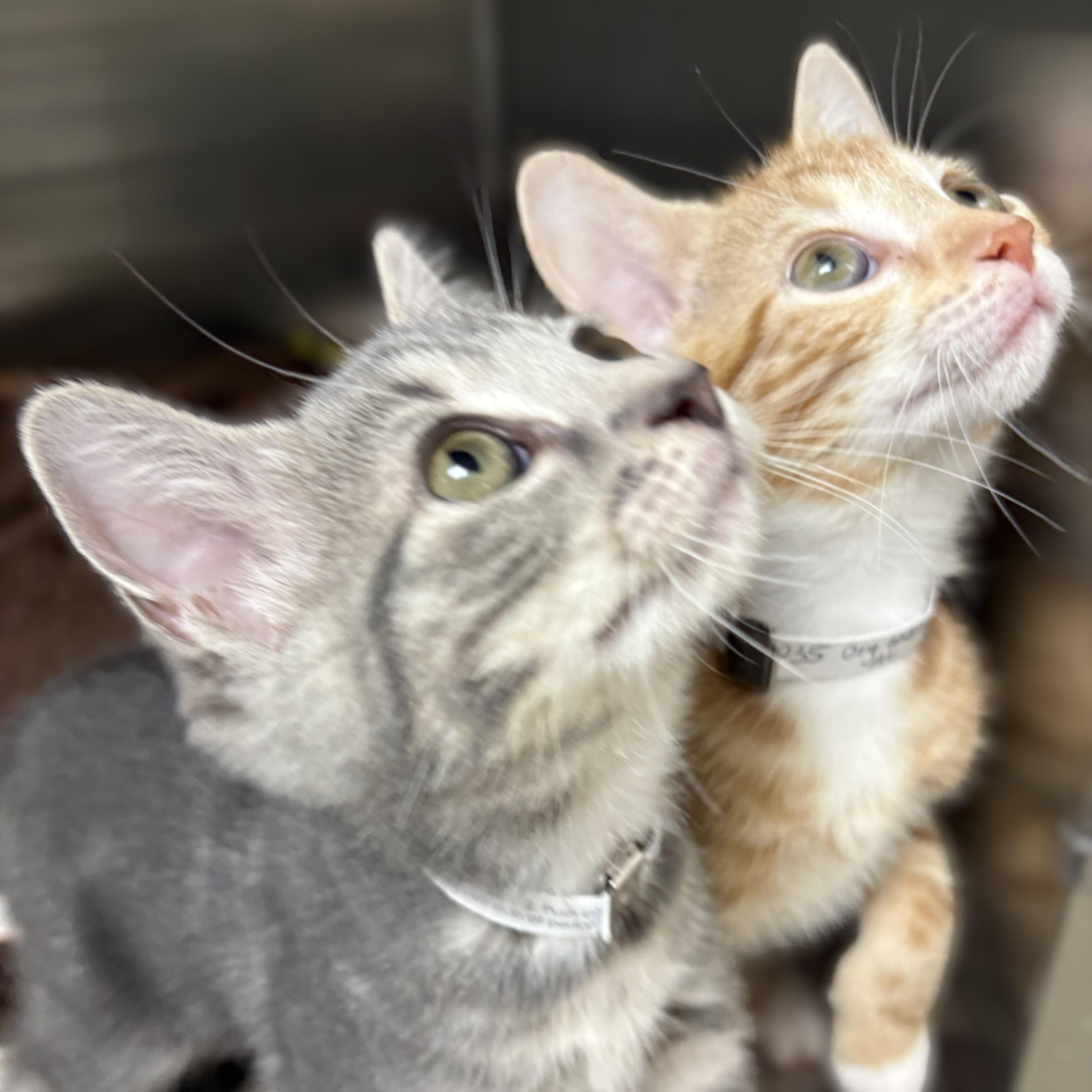 Danny & Sandy (52034/52035), ADOPTABLE, Kitten Male Domestic Short Hair.