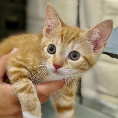 Enlarge Danny & Sandy (52034/52035), a ADOPTABLE Domestic Short Hair in Columbia, MD image 5/5