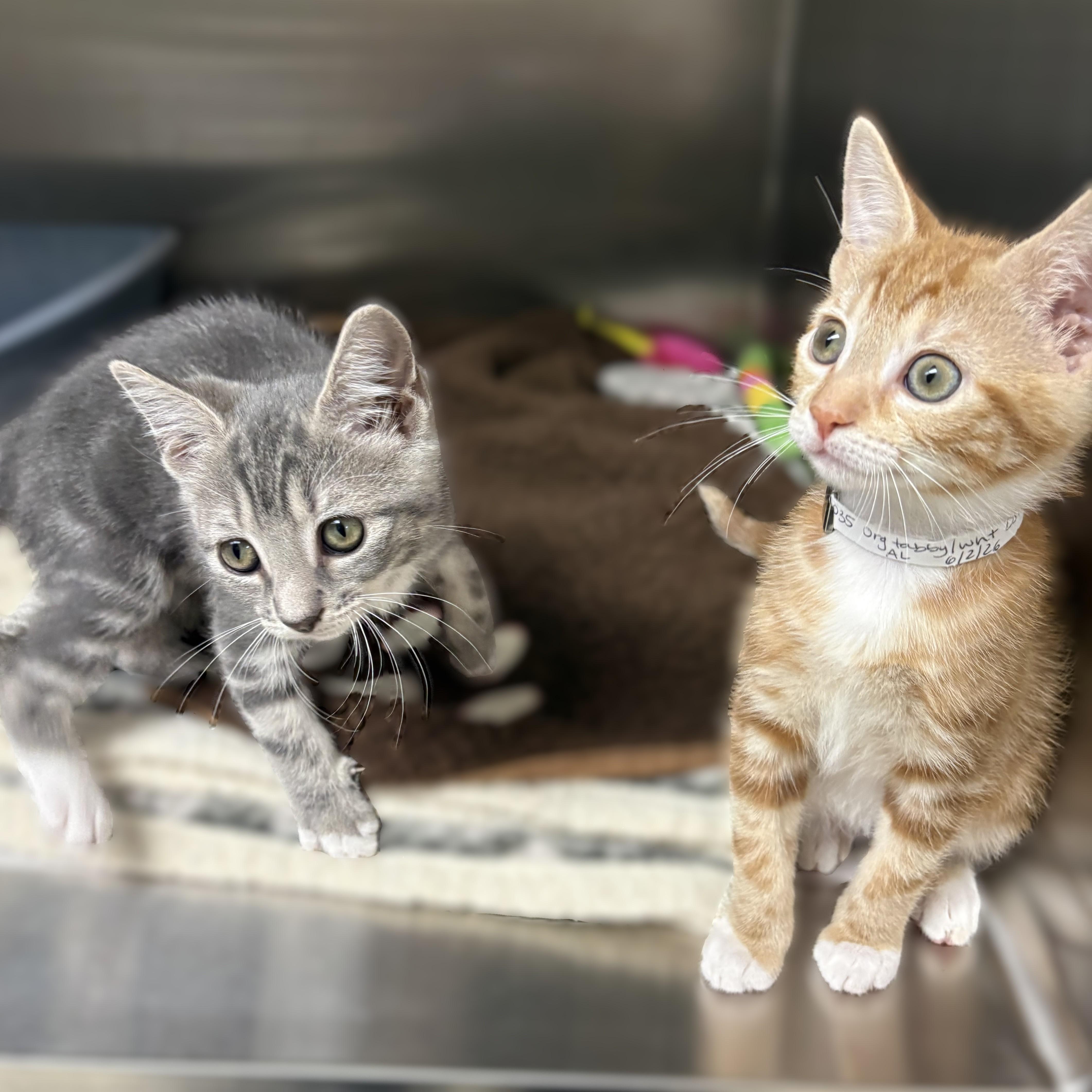 Enlarge Danny & Sandy (52034/52035), a ADOPTABLE Domestic Short Hair in Columbia, MD image 3/5