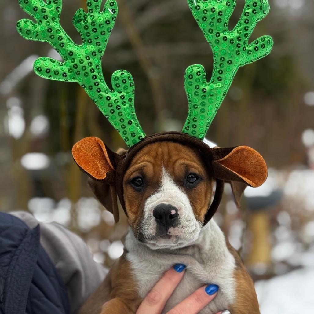 NY Igor (Foster in Carmel), Adoptable, Puppy Male Boxer & Labrador Retriever.