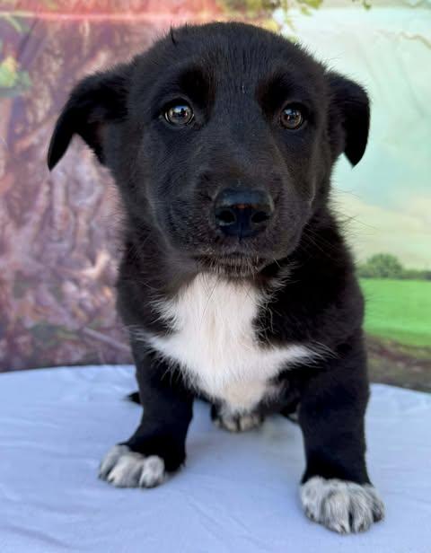 Briar, Adoptable, Puppy Male Corgi & Australian Shepherd.