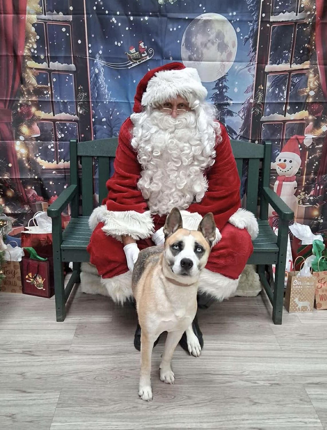 Clover GCI Trained Graduate!!, Adoptable, Adult Female Husky.