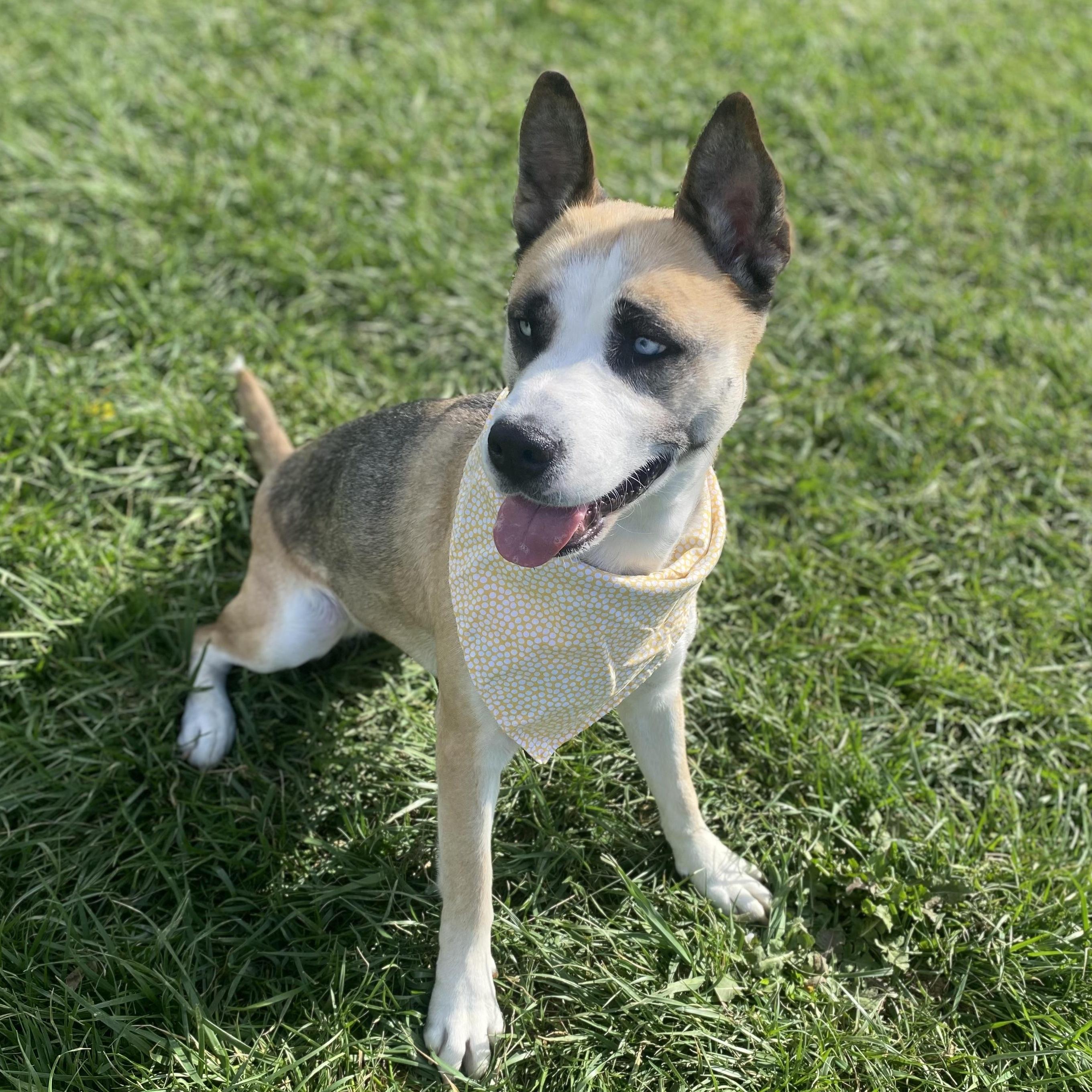 Swift GCI Trained Graduate!!