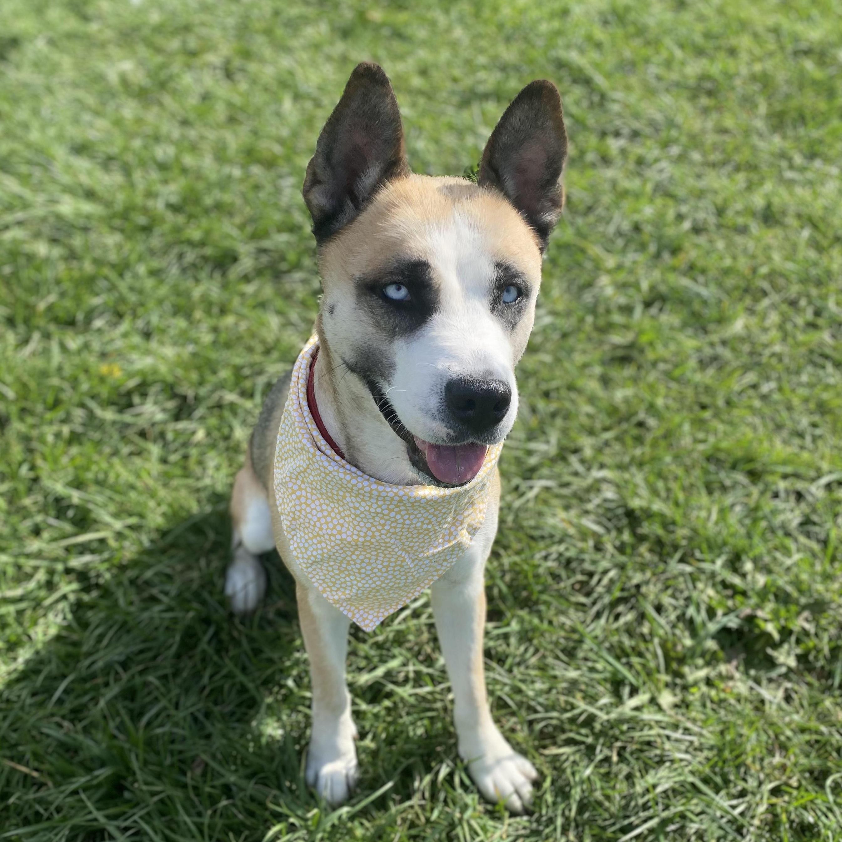 Swift GCI Trained Graduate!!