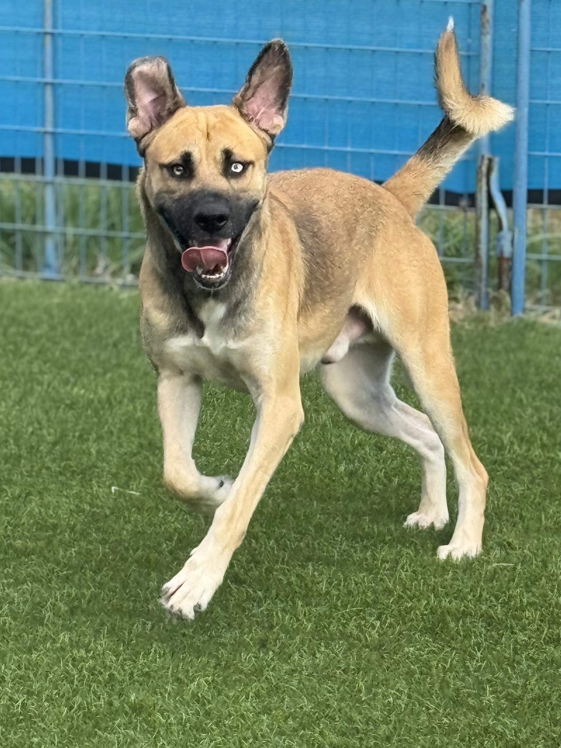 Enlarge Louie, a Adoptable mixed breed in Des Plaines, IL image 3/5