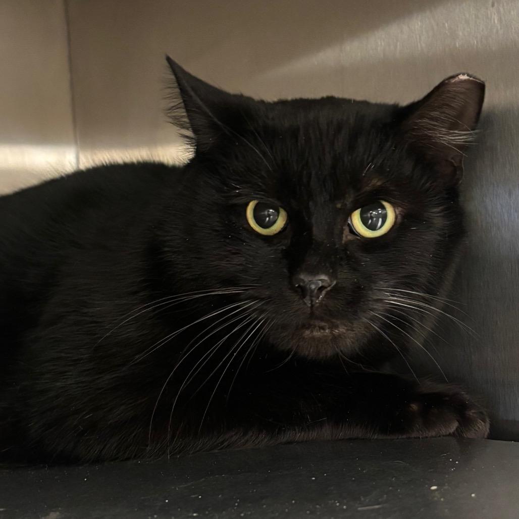 Enlarge Clive, a Adoptable Domestic Short Hair in Bristol, IN image 1/3