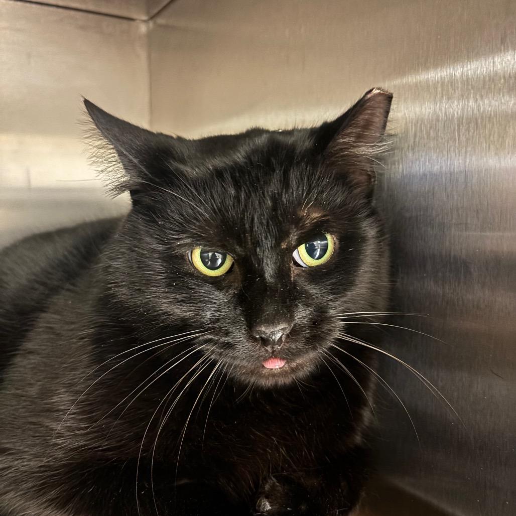 Enlarge Clive, a Adoptable Domestic Short Hair in Bristol, IN image 3/3