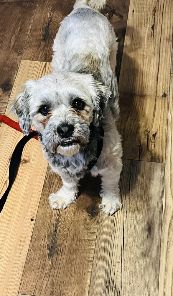 Jayden, Adoptable, Adult Male Havanese & Shih Tzu.