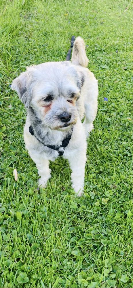 Enlarge Jayden, a Adoptable mixed breed in Plymouth, MI image 2/3