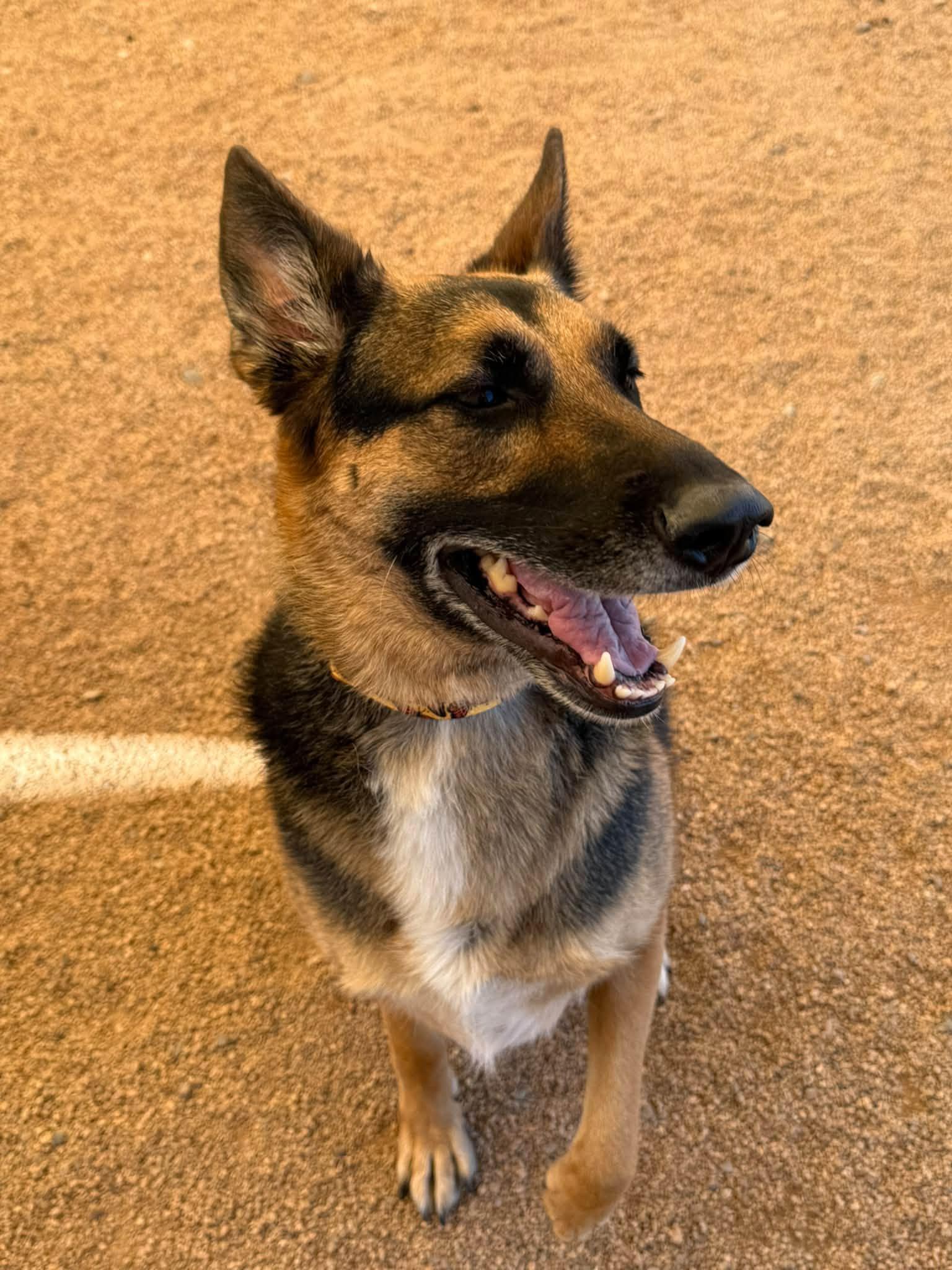 Enlarge Stella, a Adoptable mixed breed in Glendale, AZ image 1/5