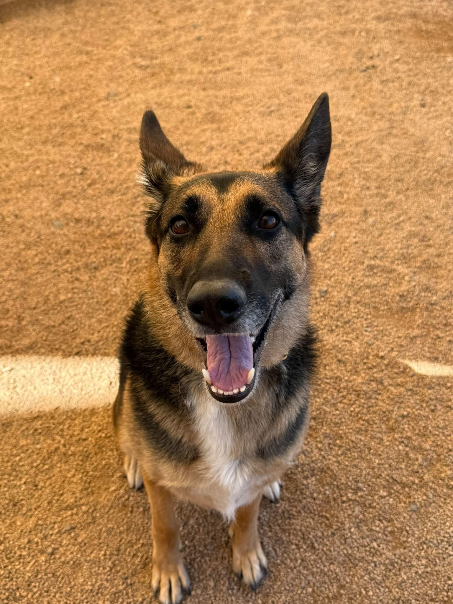 Enlarge Stella, a Adoptable mixed breed in Glendale, AZ image 5/5