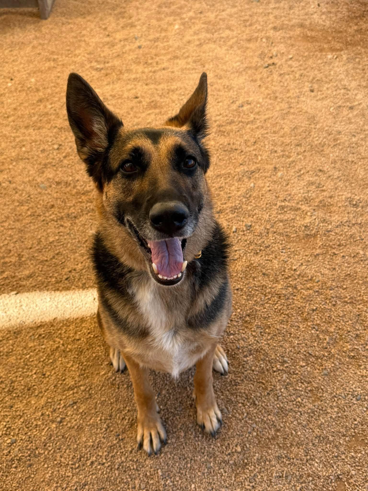 Enlarge Stella, a Adoptable mixed breed in Glendale, AZ image 2/5