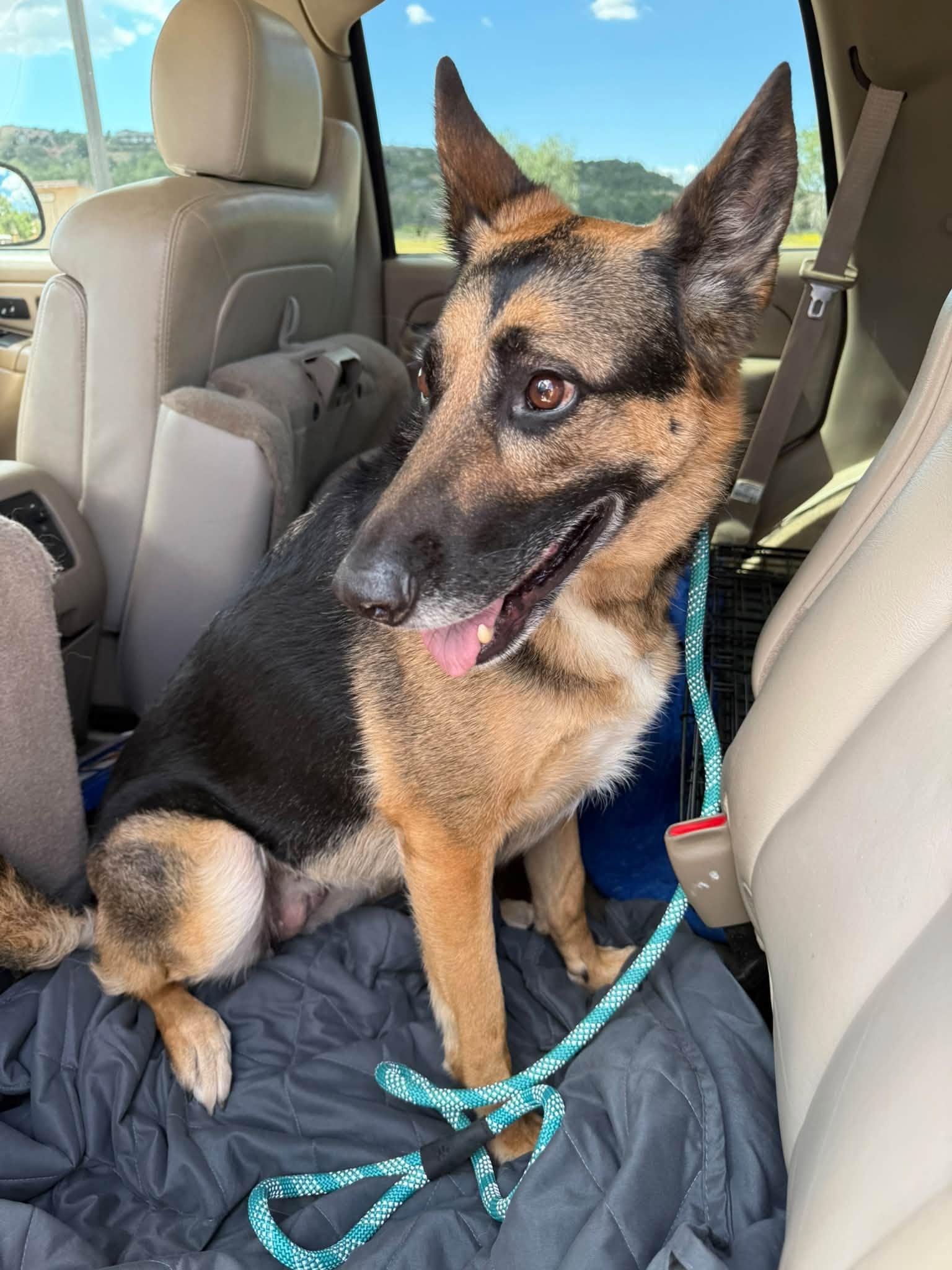 Enlarge Stella, a Adoptable mixed breed in Glendale, AZ image 3/5