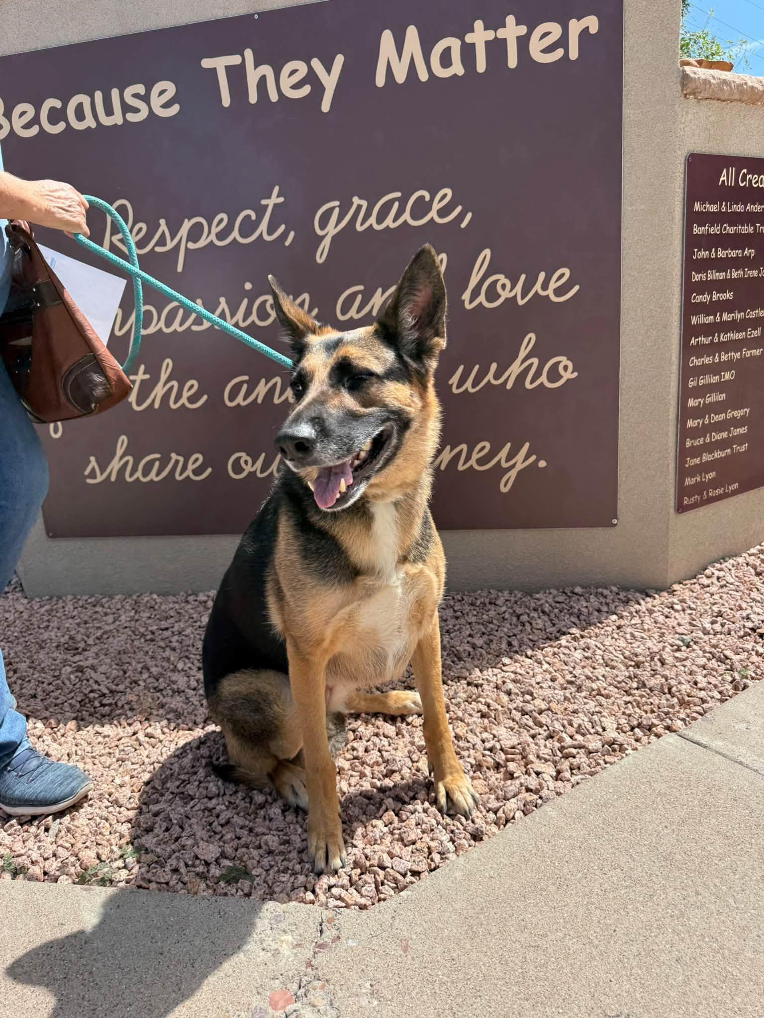 Enlarge Stella, a Adoptable mixed breed in Glendale, AZ image 4/5