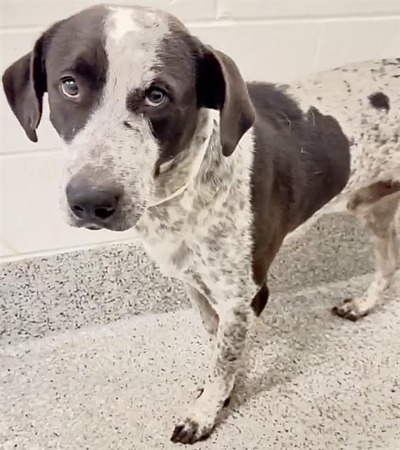 OBSIDIAN, Adoptable, Adult Male German Shorthaired Pointer.