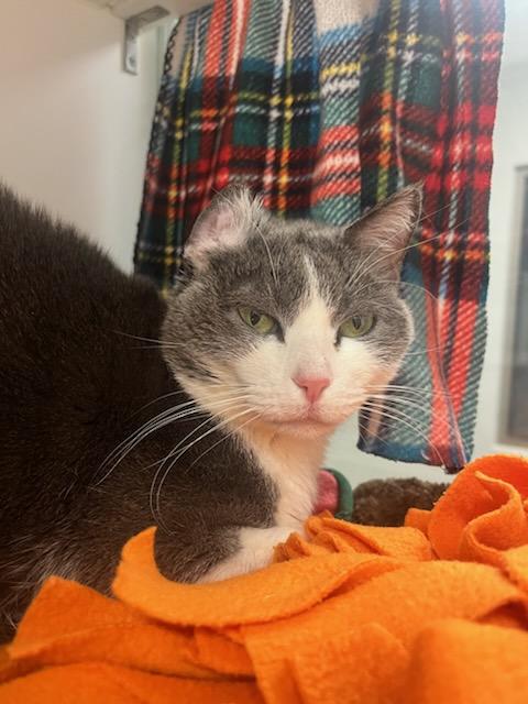 Little Cat (ID 49957/162), a ADOPTABLE Domestic Short Hair in Manassas, VA image 3/3