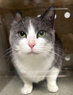 Little Cat (ID 49957/162), a ADOPTABLE Domestic Short Hair in Manassas, VA image 1/3