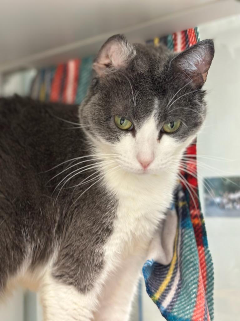 Little Cat (ID 49957/162), a ADOPTABLE Domestic Short Hair in Manassas, VA image 2/3