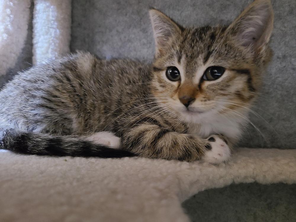 Enlarge Baguette, a Adoptable mixed breed in Westfield, WI image 4/4