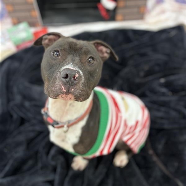 Enlarge Gambit, a Adoptable Pit Bull Terrier in Prince Frederick, MD image 2/2