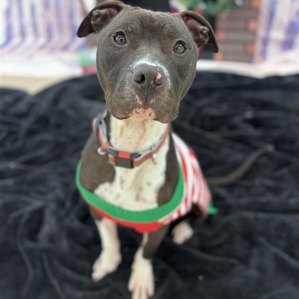 Gambit, Adoptable, Adult Male Pit Bull Terrier.