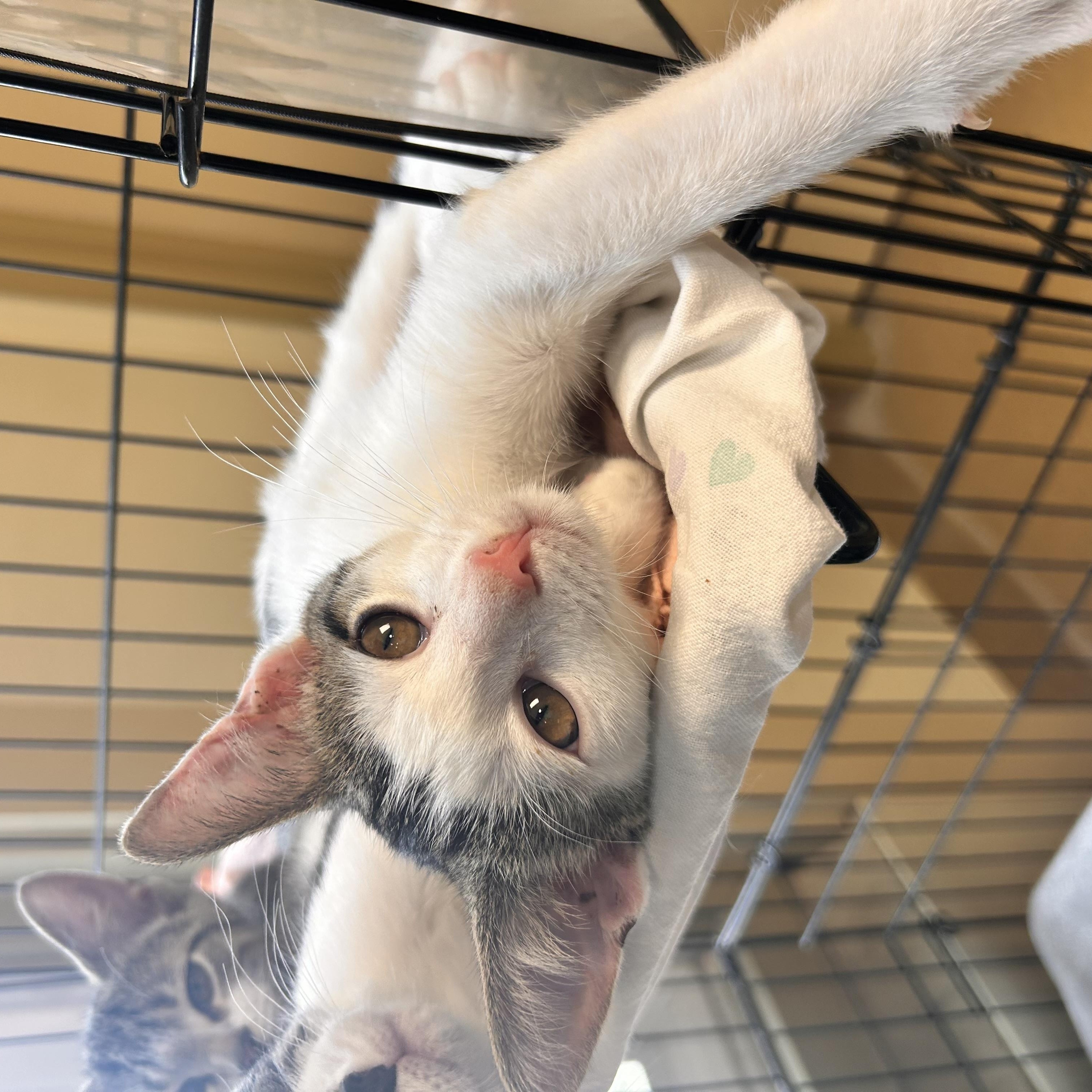 Cheese, an adopted Domestic Short Hair in Myerstown, PA image 1/2