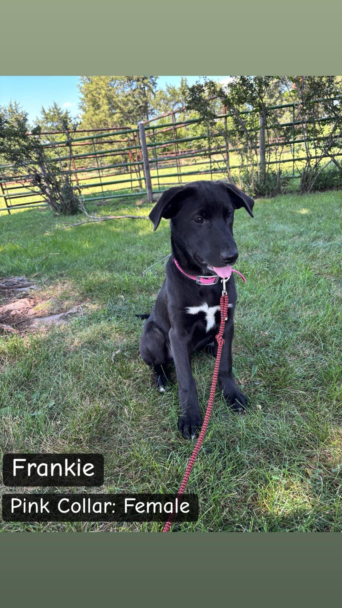 Frankie, an adoptable Labrador Retriever in Lexington, NE, 68850 | Photo Image 1