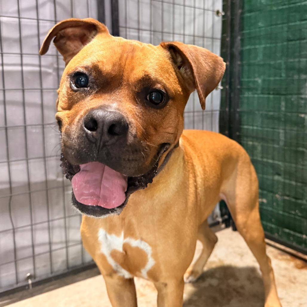 Enlarge Sampson, a Adoptable Boxer in Birmingham, AL image 1/1
