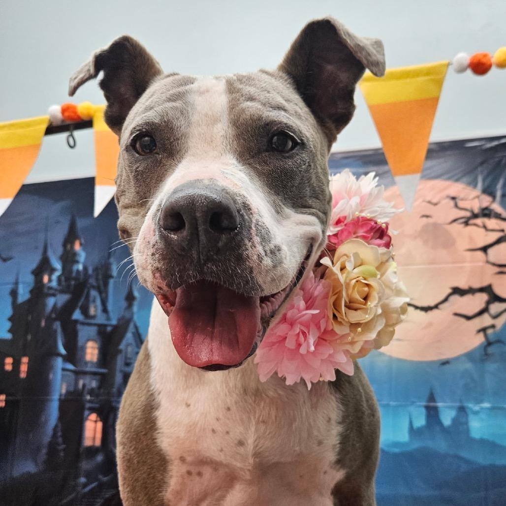 Bella, Adoptable, Senior Female American Staffordshire Terrier & Terrier.