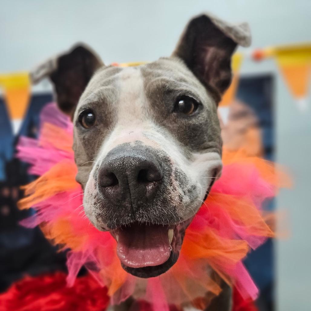 Bella, a Adoptable mixed breed in North Hollywood, CA image 2/5