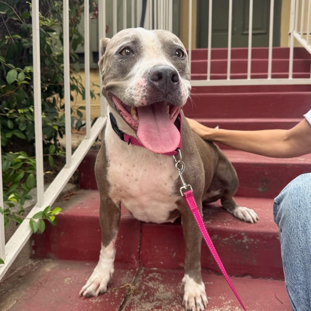 Bella, a Adoptable mixed breed in North Hollywood, CA image 3/5