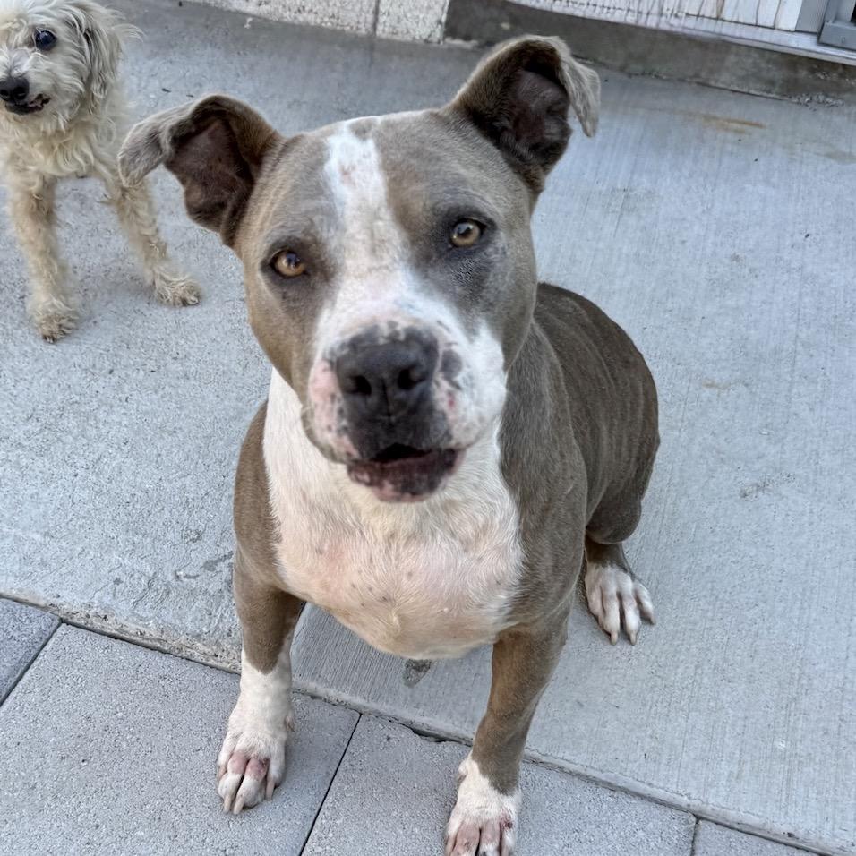 Bella, a Adoptable mixed breed in North Hollywood, CA image 4/5