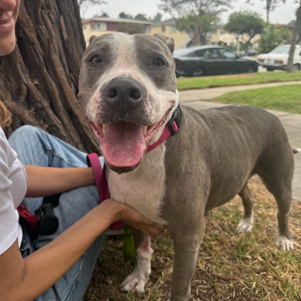 Bella, a Adoptable mixed breed in North Hollywood, CA image 5/5