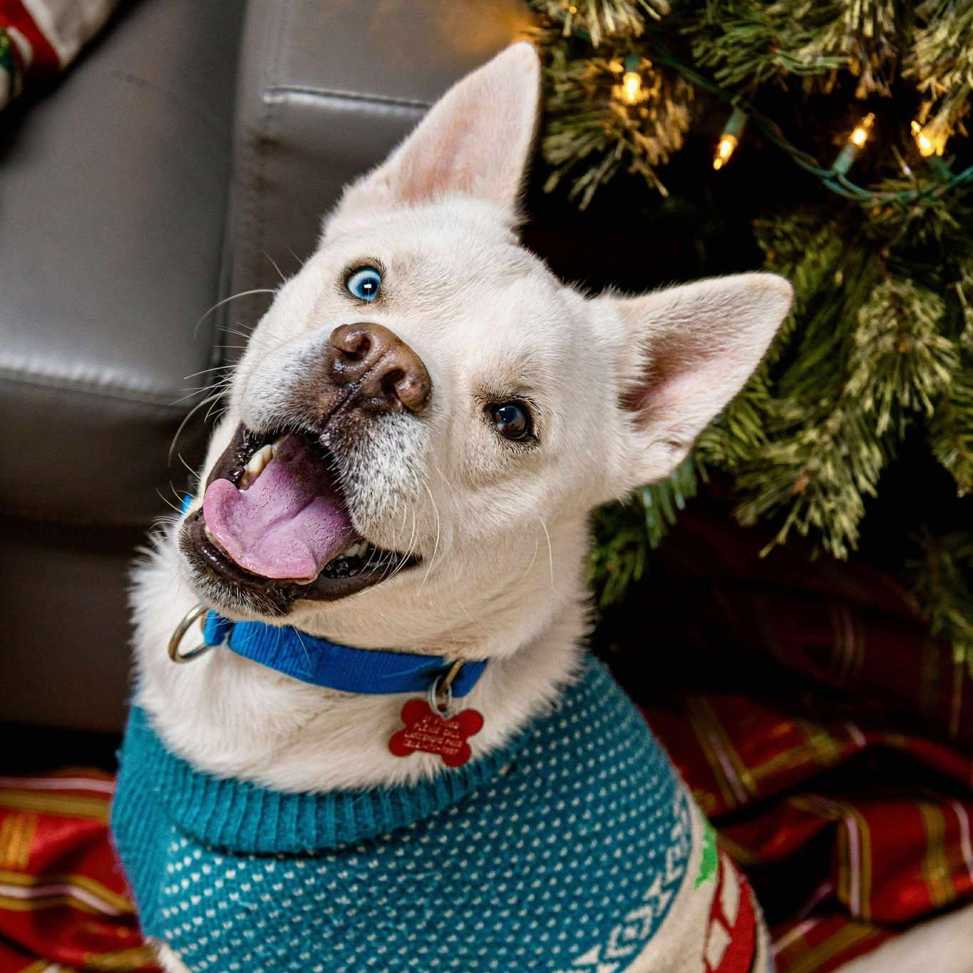 Astro, Adoptable, Adult Male Husky.