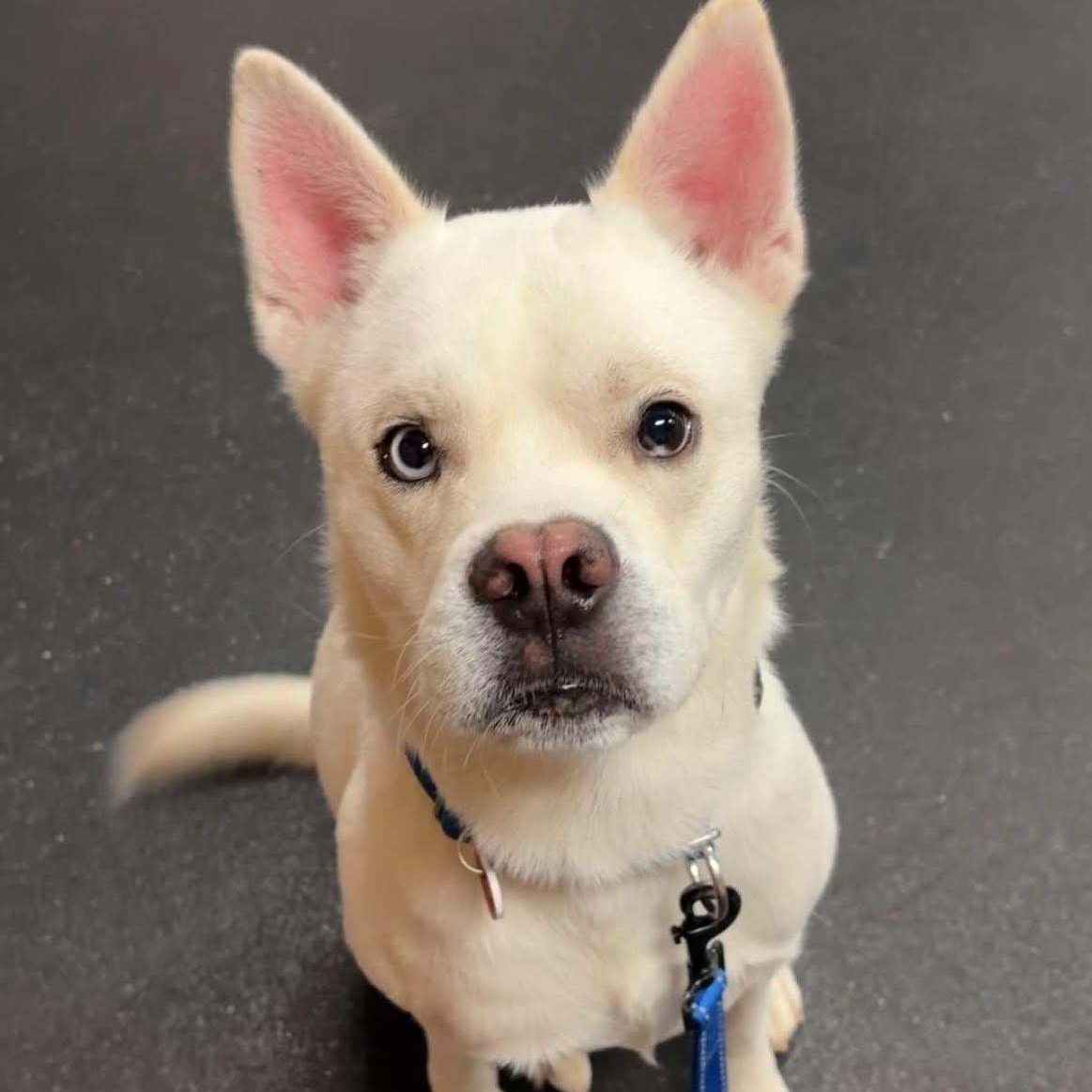 Astro, a Adoptable Husky in Valparaiso, IN image 1/4