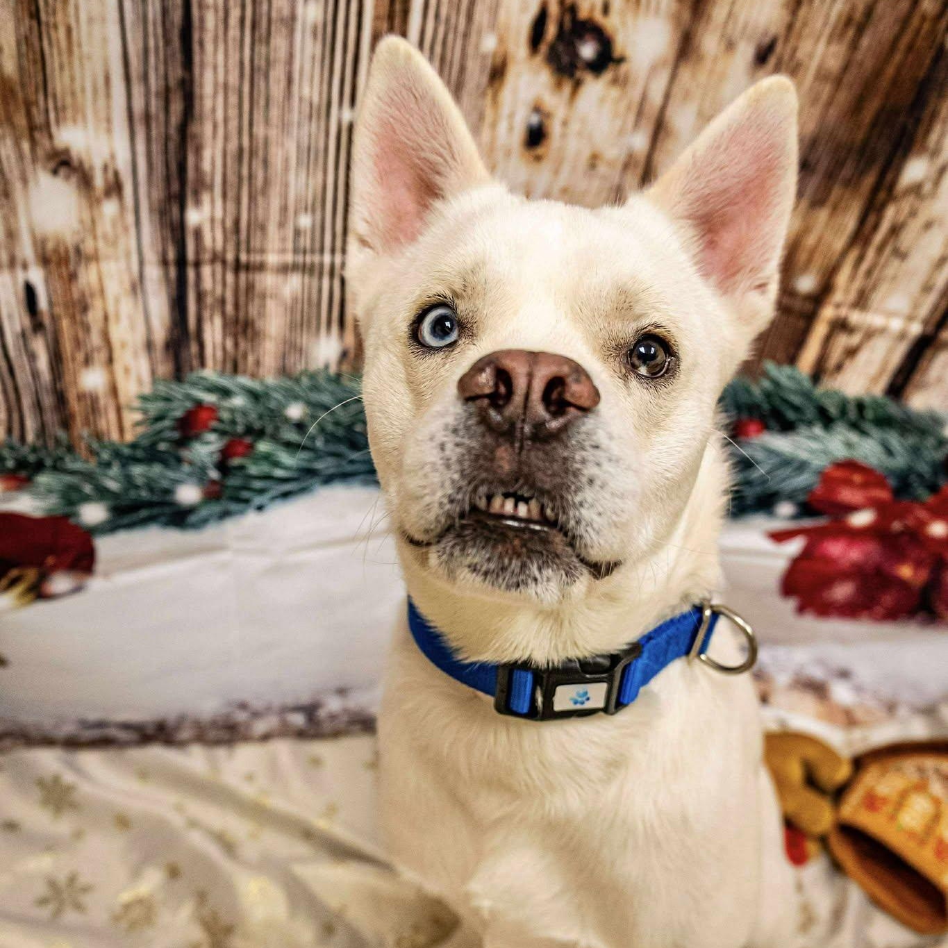 Astro, a Adoptable Husky in Valparaiso, IN image 2/4