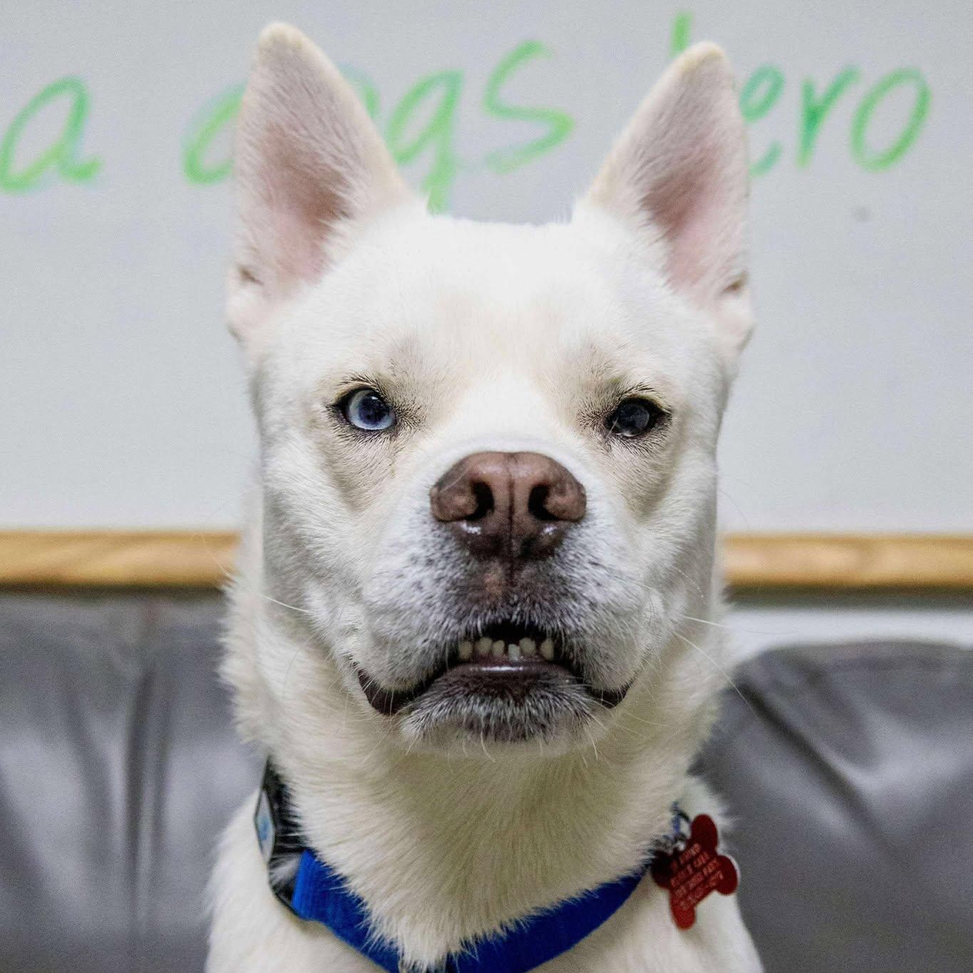 Astro, a Adoptable Husky in Valparaiso, IN image 3/4