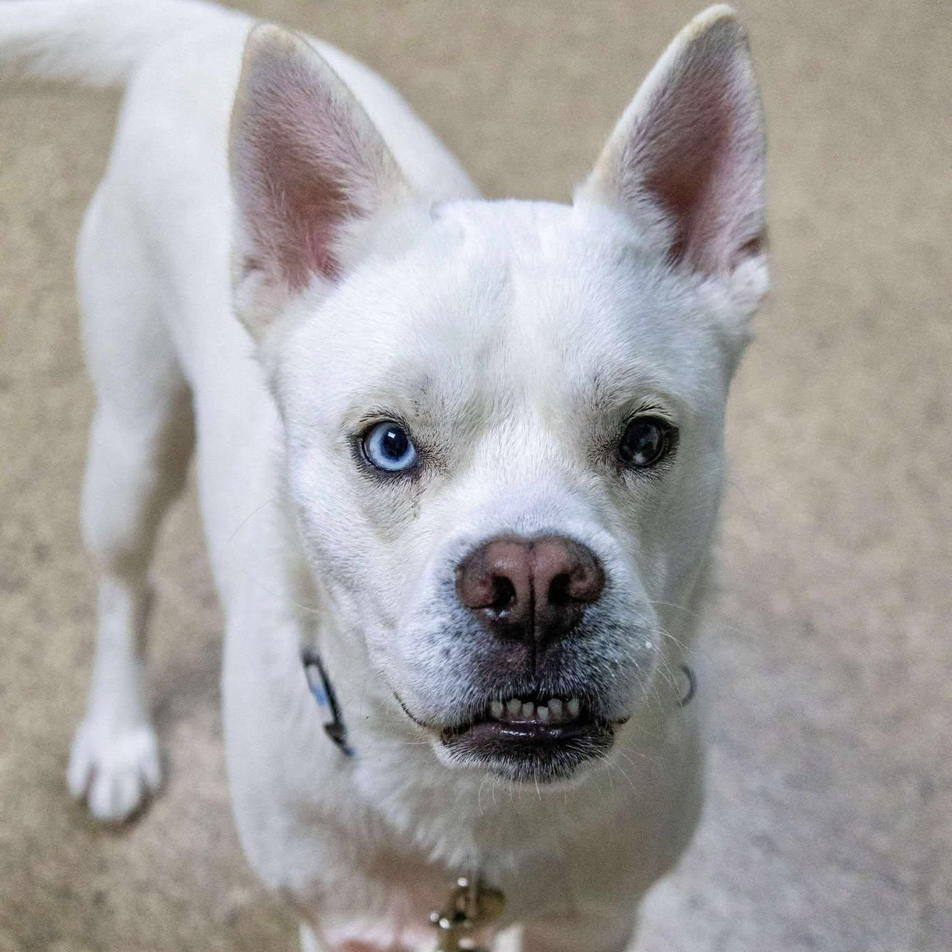 Astro, a Adoptable Husky in Valparaiso, IN image 4/4