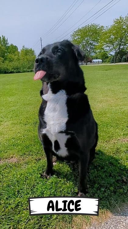 Alice, Adoptable, Adult Female Labrador Retriever & Mixed Breed.