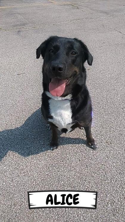 Alice, a Adoptable mixed breed in Ashtabula, OH image 2/3