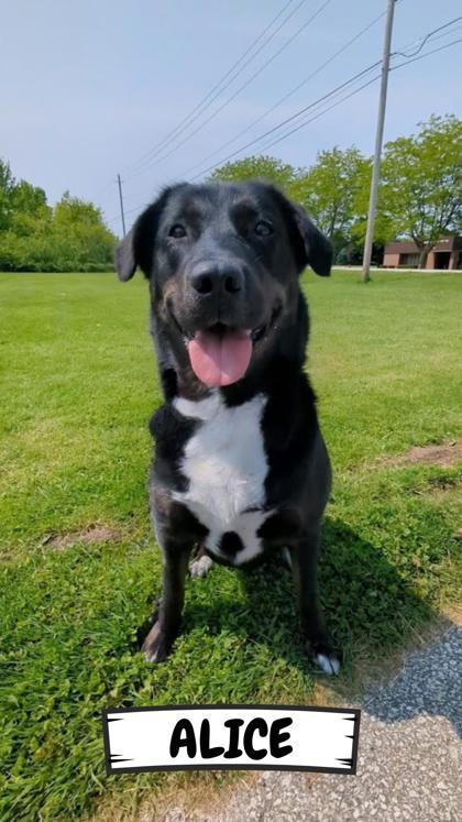 Alice, a Adoptable mixed breed in Ashtabula, OH image 3/3