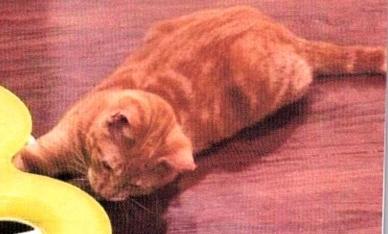 Enlarge Branson, a Adoptable Domestic Short Hair in Anoka, MN image 1/2
