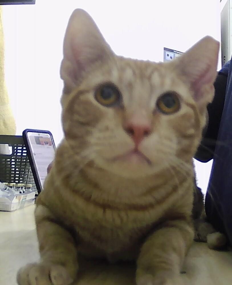 Enlarge Branson, a Adoptable Domestic Short Hair in Anoka, MN image 2/2