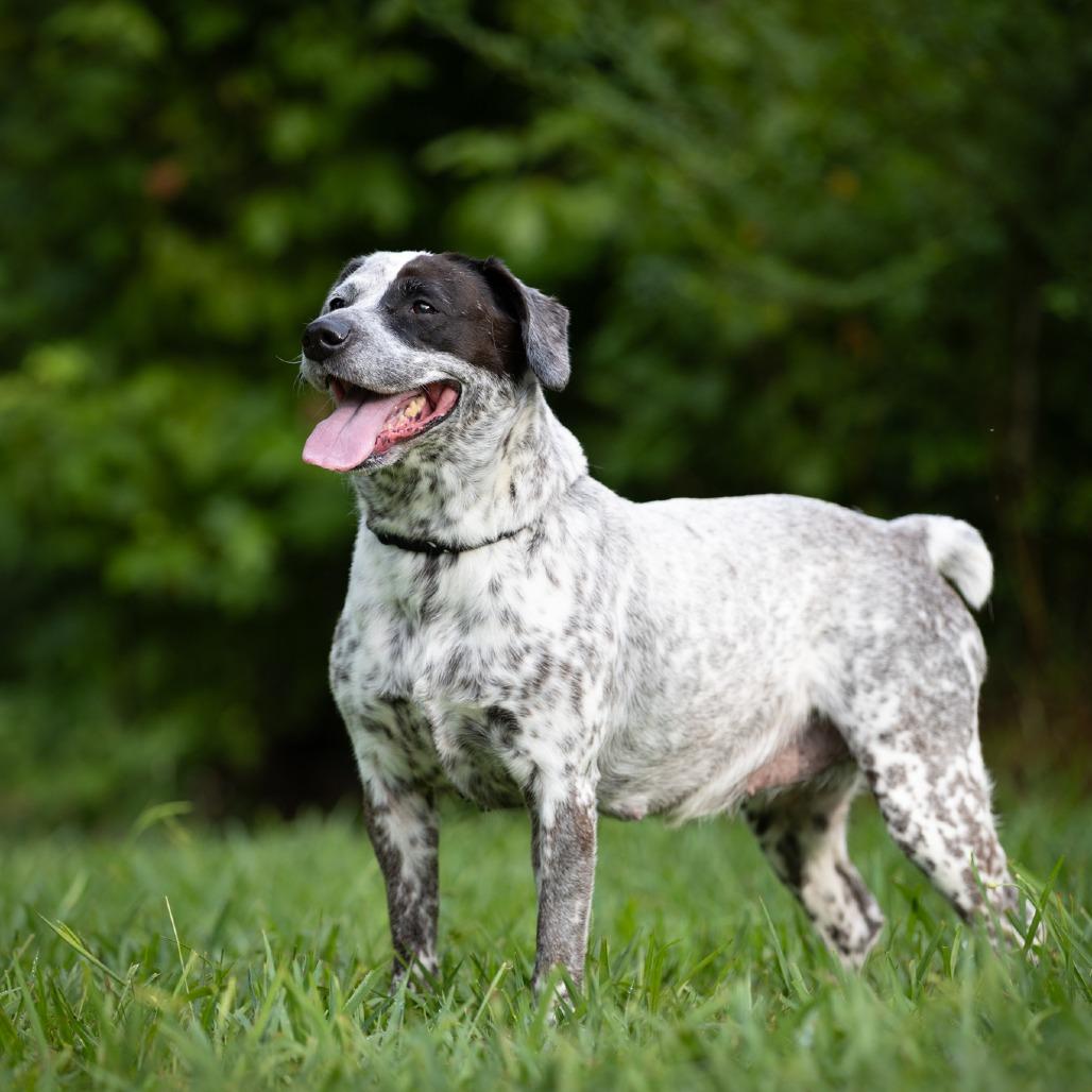 Waverly, a Adoptable mixed breed in Rossville, GA image 1/6