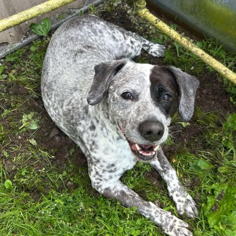 Waverly, a Adoptable mixed breed in Rossville, GA image 2/6