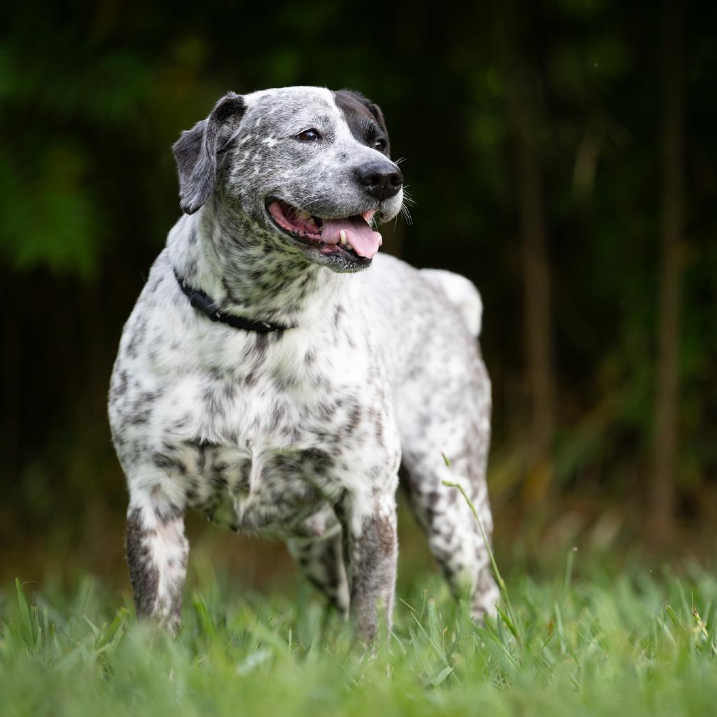 Waverly, a Adoptable mixed breed in Rossville, GA image 3/6