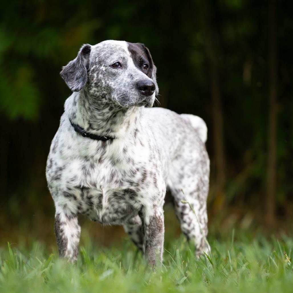 Waverly, a Adoptable mixed breed in Rossville, GA image 5/6