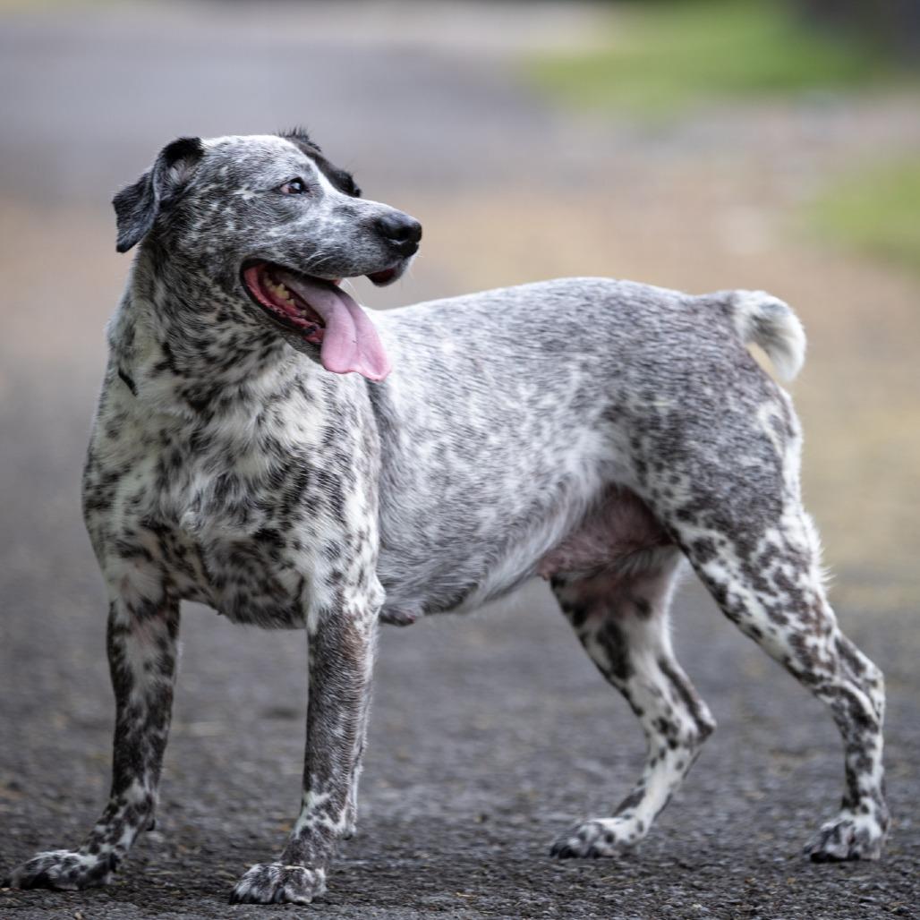 Waverly, a Adoptable mixed breed in Rossville, GA image 6/6