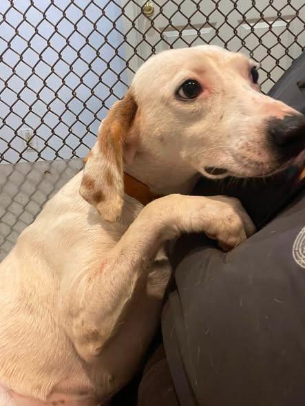 Lady, an adopted mixed breed in North Kansas City, MO image 2/3